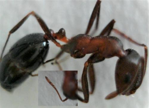 Réf. 228 593 : Monomorium indicum